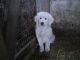Maremma Sheepdog Puppies for sale in Sand Lake, MI 49343, USA. price: NA