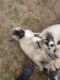 Maremma Sheepdog Puppies