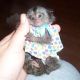 Marmoset Rat Rodents for sale in Buffalo, NY, USA. price: NA