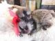 Marmoset Rat Rodents for sale in Ontario, CA, USA. price: NA