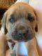 Martin Mosa Mastiff Puppies for sale in Lago Madero, Chula Vista, CA 91914, USA. price: NA