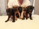 Martin Mosa Mastiff Puppies for sale in Atlanta, GA, USA. price: NA