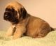 Martin Mosa Mastiff Puppies for sale in Cleveland, OH, USA. price: NA