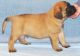 Martin Mosa Mastiff Puppies for sale in Chula Vista, CA, USA. price: NA