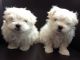 Martin Mosa Mastiff Puppies for sale in Montgomery, AL, USA. price: NA