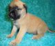Martin Mosa Mastiff Puppies for sale in Virginia Beach, VA, USA. price: NA