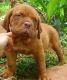 Martin Mosa Mastiff Puppies for sale in Jacksonville, FL, USA. price: NA