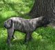 Martin Mosa Mastiff Puppies for sale in Jacksonville, FL, USA. price: NA