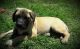 Martin Mosa Mastiff Puppies for sale in TX-121, Blue Ridge, TX 75424, USA. price: NA