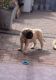 Martin Mosa Mastiff Puppies for sale in Orlando, FL, USA. price: NA