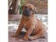 Martin Mosa Mastiff Puppies for sale in California State Route 2, Los Angeles, CA, USA. price: NA