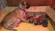 Martin Mosa Mastiff Puppies for sale in Texas City, TX, USA. price: NA