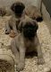Martin Mosa Mastiff Puppies