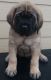 Martin Mosa Mastiff Puppies for sale in Seattle, WA, USA. price: NA