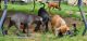 Mastador Puppies for sale in Houston, TX, USA. price: $150