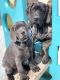 Mastador Puppies