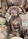 Mastador Puppies for sale in Hinckley, MN 55037, USA. price: NA