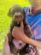 Mastador Puppies for sale in Modesto, CA 95350, USA. price: NA
