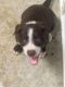 McNab Puppies for sale in Kerrville, TX 78028, USA. price: $50,000