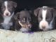 McNab Puppies for sale in Pierre, SD 57501, USA. price: $500
