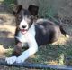 McNab Puppies for sale in Corning, CA 96021, USA. price: $500