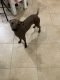 Mexican Hairless Puppies for sale in New York, NY, USA. price: NA