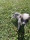 Mexican Hairless Puppies for sale in Bradford, PA 16701, USA. price: NA