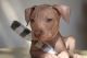 Mexican Hairless Puppies for sale in Altadena, CA 91001, USA. price: NA