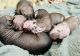 Mexican Hairless Puppies for sale in San Jose, CA, USA. price: NA