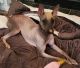 Mexican Hairless Puppies for sale in Pasco, WA 99301, USA. price: NA