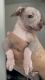 Mexican Hairless Puppies for sale in Corona, CA 92879, USA. price: NA