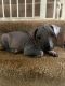 Mexican Hairless Puppies