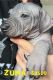 Mexican Hairless Puppies for sale in Vancouver, British Columbia. price: $3,500