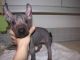 Mexican Hairless Puppies for sale in Phoenix, AZ, USA. price: $200