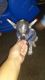 Mexican Hairless Puppies for sale in Irving, TX, USA. price: NA