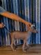 Mexican Hairless Puppies for sale in Anaheim, CA, USA. price: $800
