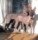 Mexican Hairless Puppies for sale in Flower Mound, TX, USA. price: NA