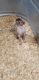 Mexican Hairless Puppies for sale in Wildomar, CA, USA. price: $1,500