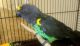 Meyer's Parrot Birds for sale in Monroe, OH, USA. price: $750