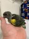 Meyer's Parrot Birds for sale in San Diego, CA, USA. price: $650