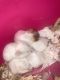 Mice Rodents for sale in Las Vegas, NV 89169, USA. price: NA