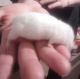 Mice Rodents for sale in Bradenton, FL, USA. price: NA