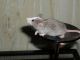 Mice Rodents for sale in Currituck, NC, USA. price: NA