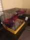 Mice Rodents for sale in D'Iberville, MS, USA. price: NA