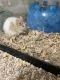 Mice Rodents for sale in 4431 Remo Crescent Rd, Bensalem, PA 19020, USA. price: $50