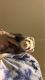 Micro Ferret Rodents for sale in Spurlockville, WV 25501, USA. price: $100