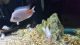 Midas cichild Fishes for sale in Lithonia, GA 30058, USA. price: NA