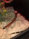 Milk Snake Reptiles for sale in Thousand Oaks, CA, USA. price: $150