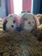 Mini Lop Rabbits for sale in Terryville, Plymouth, CT, USA. price: NA