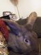 Mini Lop Rabbits for sale in Scranton, PA, USA. price: $40